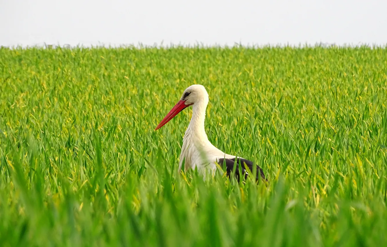 Photo wallpaper field, bird, beak, stork