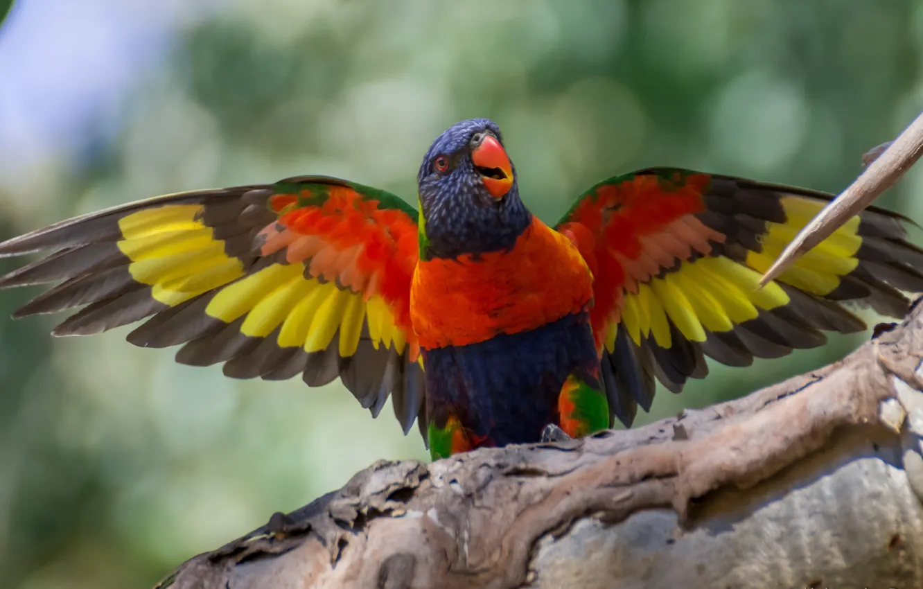 Photo wallpaper stay, bird, beak, parrot