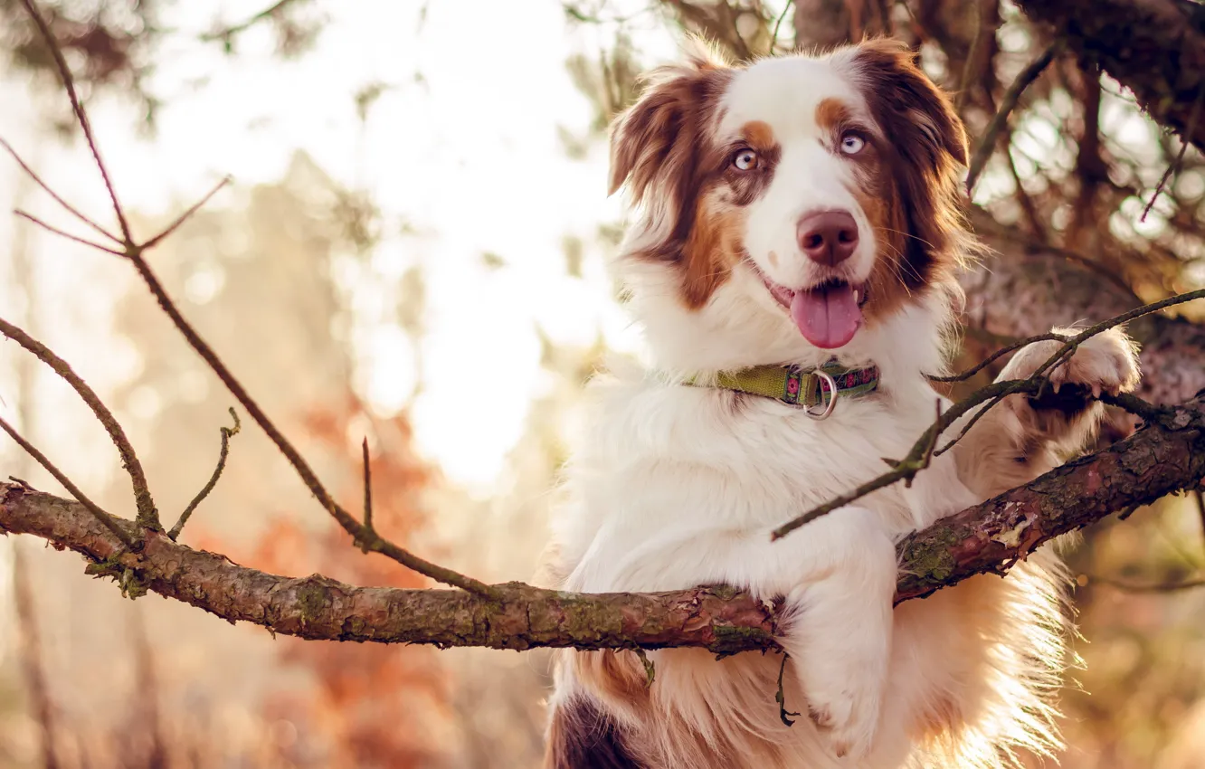 Photo wallpaper look, each, dog