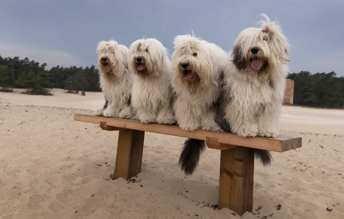 Photo wallpaper sand, dogs, beach, bench, shop, company, hairstyles, sitting