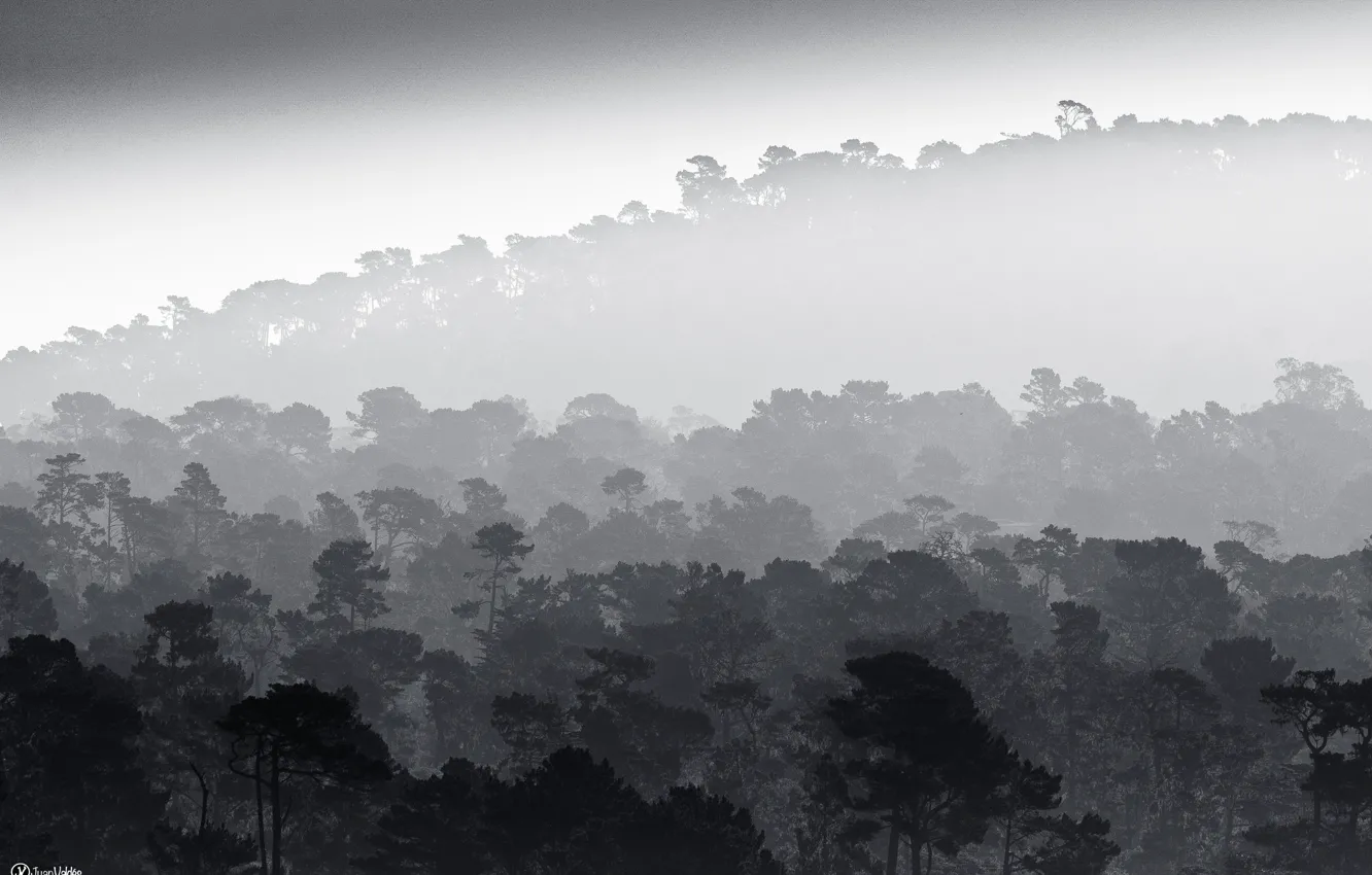 Photo wallpaper trees, fog, black and white, mist, b/w, rainforest