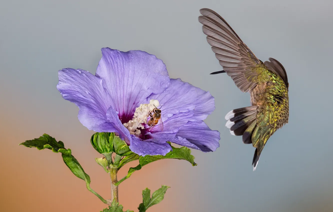Photo wallpaper flower, macro, bee, Hummingbird