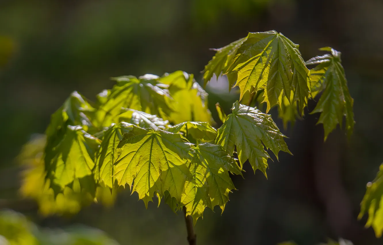 Photo wallpaper nature, spring, maple leaves, light and shadow