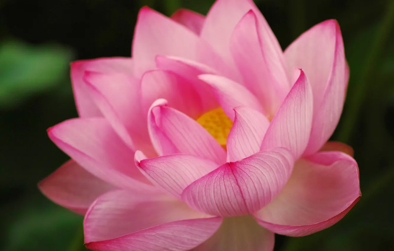 Photo wallpaper macro, flowers, Lily, Lotus, Lily, blooms, pink