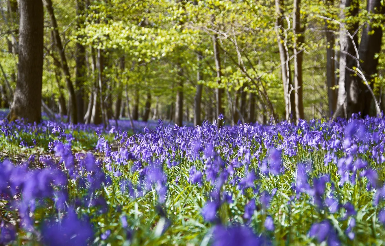 Photo wallpaper forest, flowers, nature