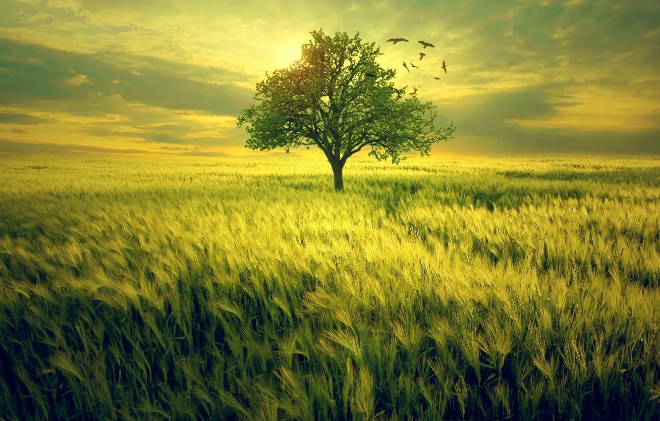 Photo wallpaper field, grass, trees, bird