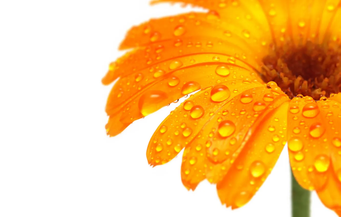 Photo wallpaper orange, gerbera, Beli background