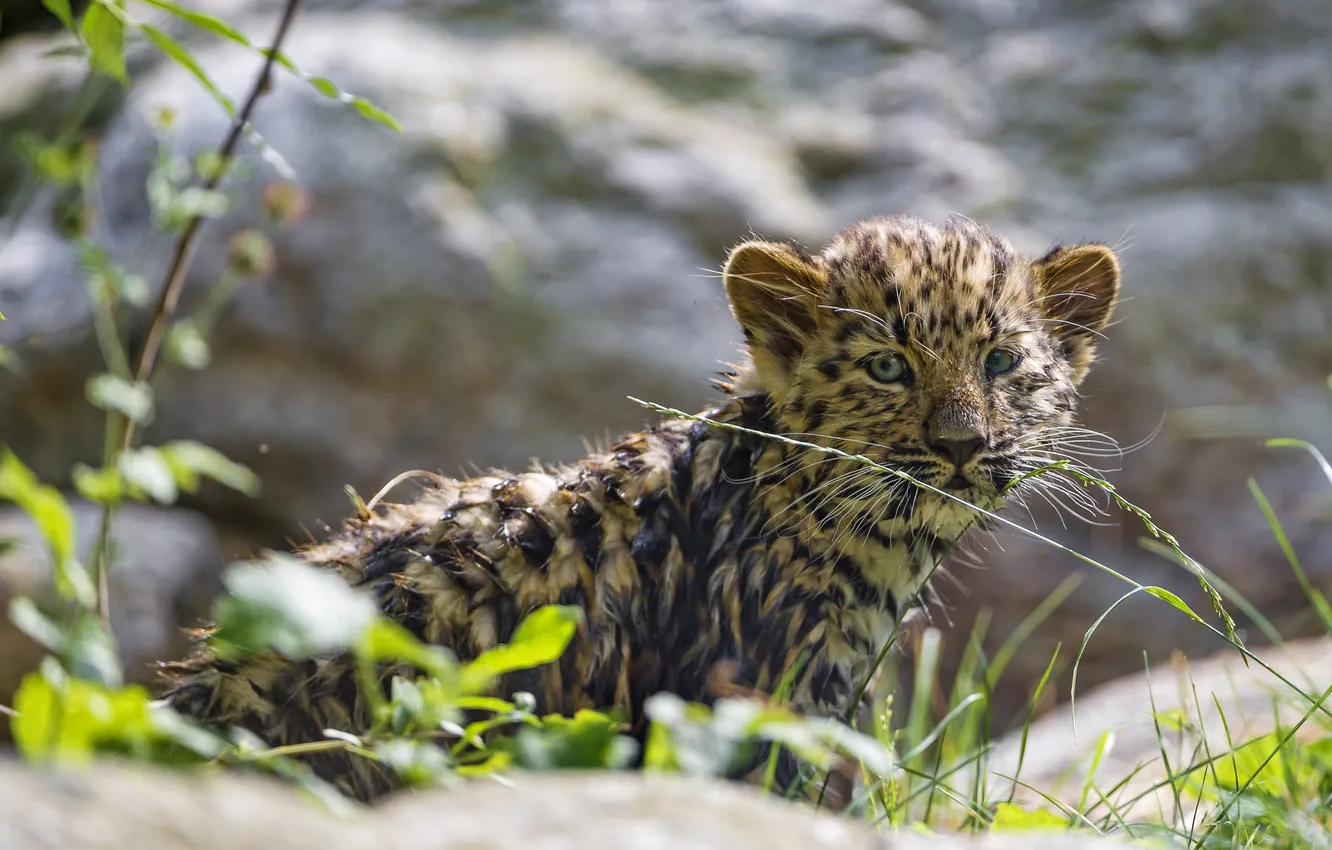 Photo wallpaper cat, grass, leopard, cub, kitty, Amur, ©Tambako The Jaguar