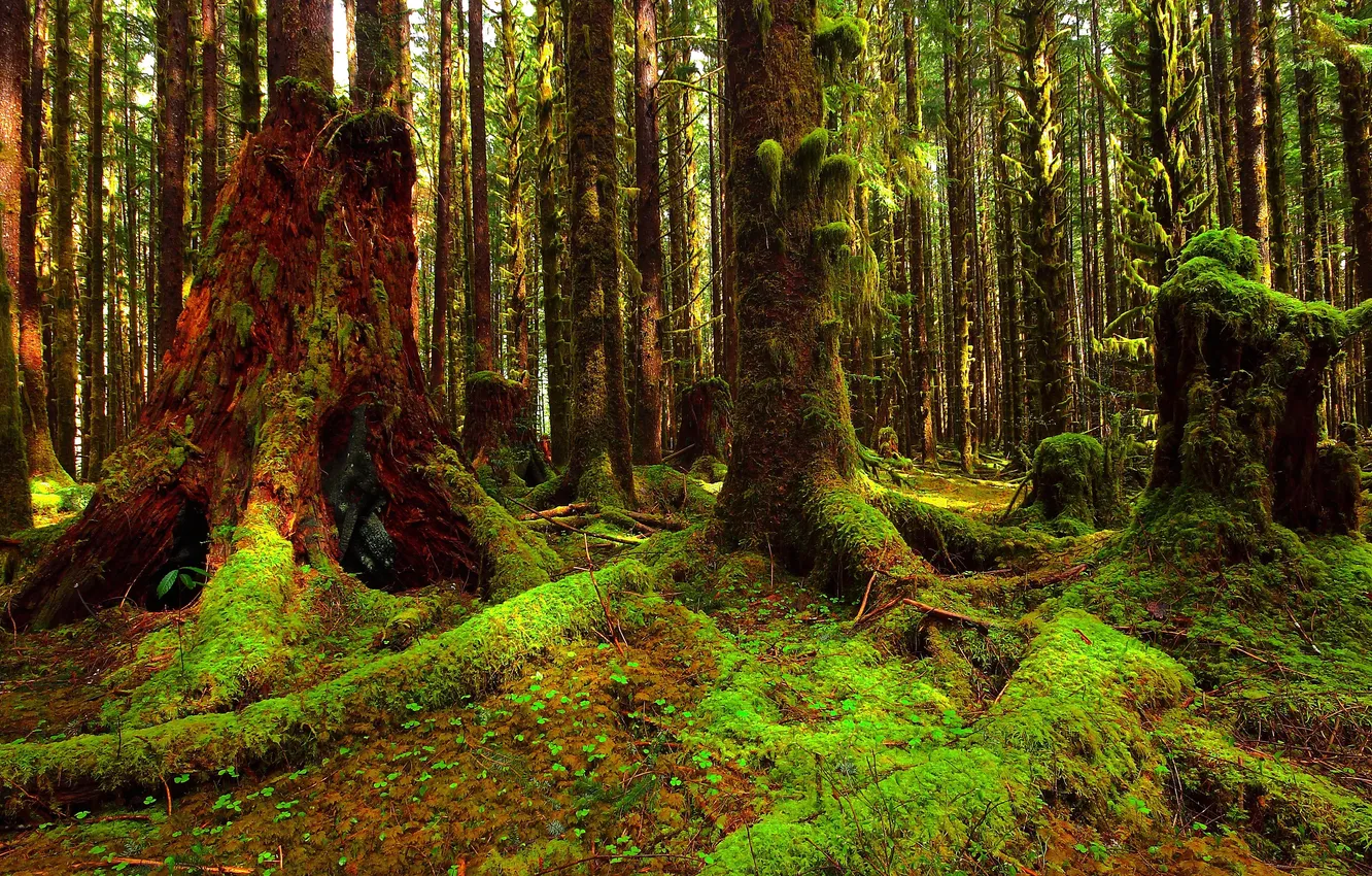 Photo wallpaper forest, trees, thickets, moss, thicket