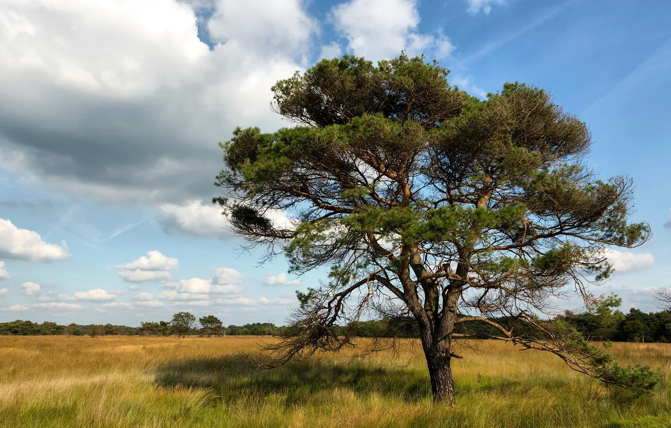 Photo wallpaper field, summer, trees, landscape