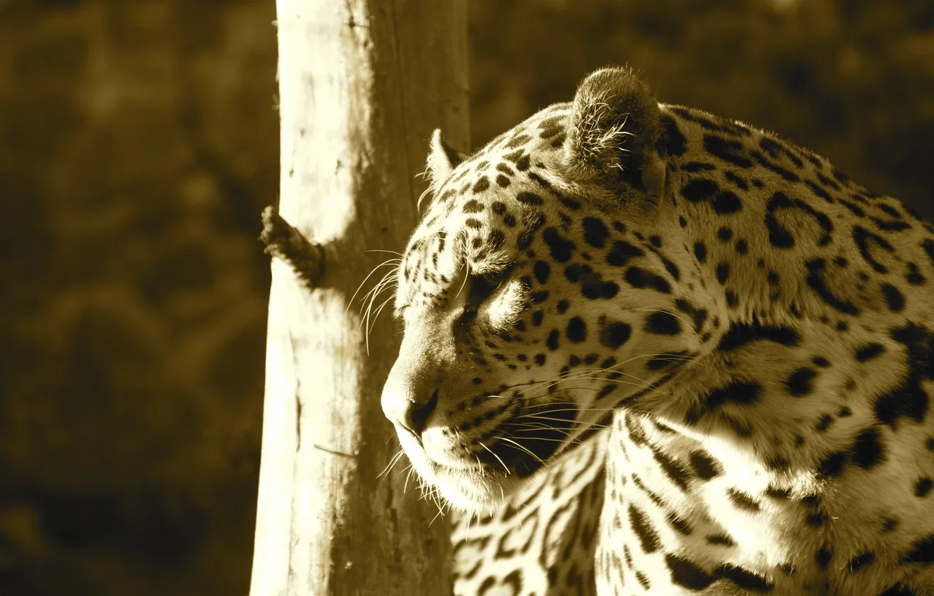 Photo wallpaper face, light, predator, Jaguar, profile, wild cat