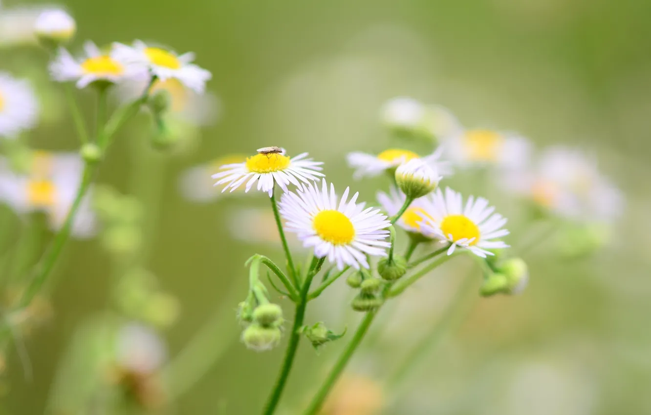 Photo wallpaper flowers, green, background, widescreen, Wallpaper, chamomile, blur, insect