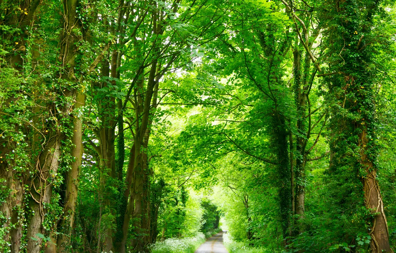 Photo wallpaper forest, trees, nature, track