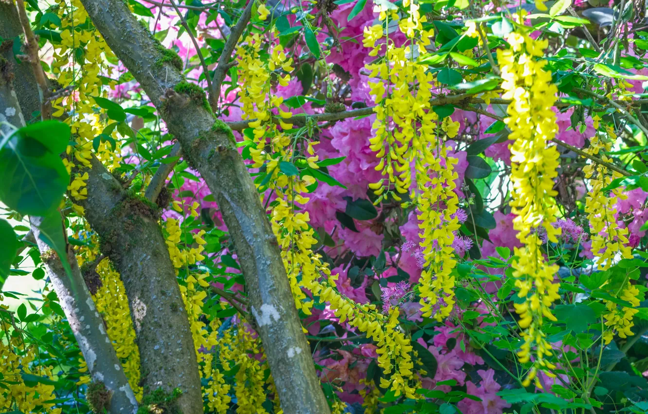 Photo wallpaper trees, flowers, thickets