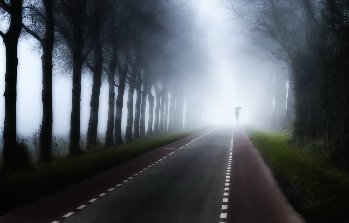 Photo wallpaper road, trees, fog