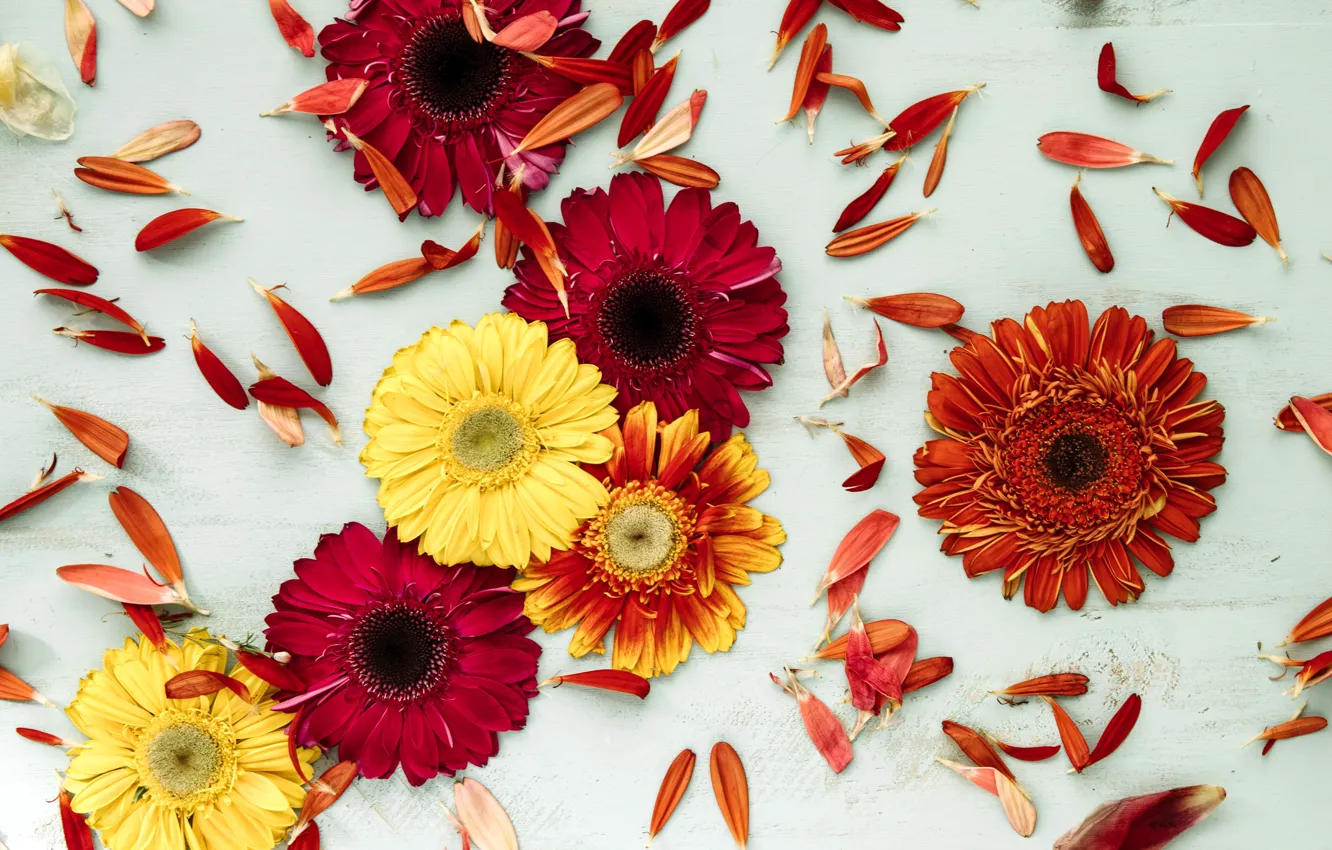 Photo wallpaper flowers, background, yellow, petals, colorful, red, gerbera, yellow