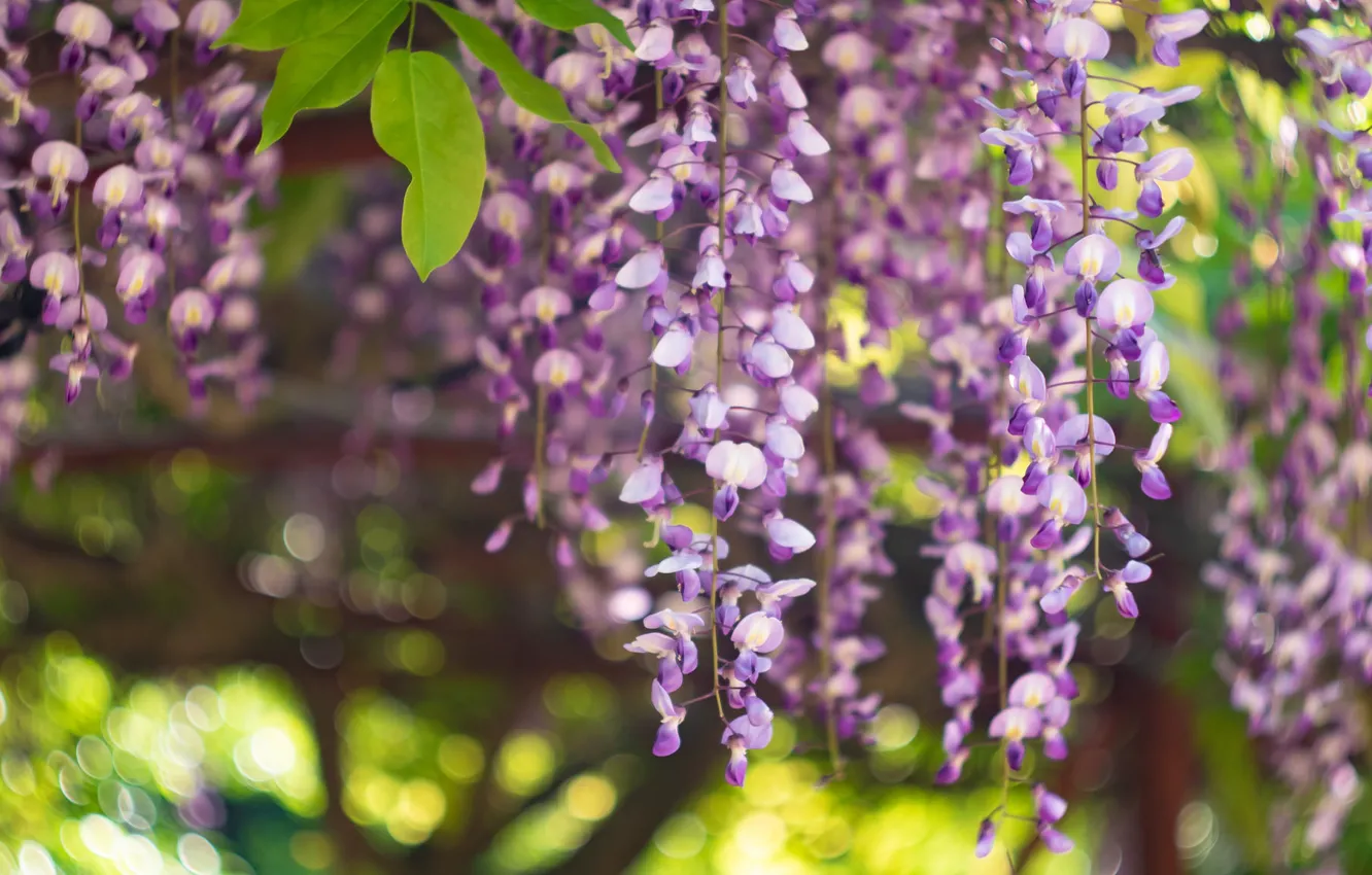 Photo wallpaper macro, brush, Wisteria, Wisteria