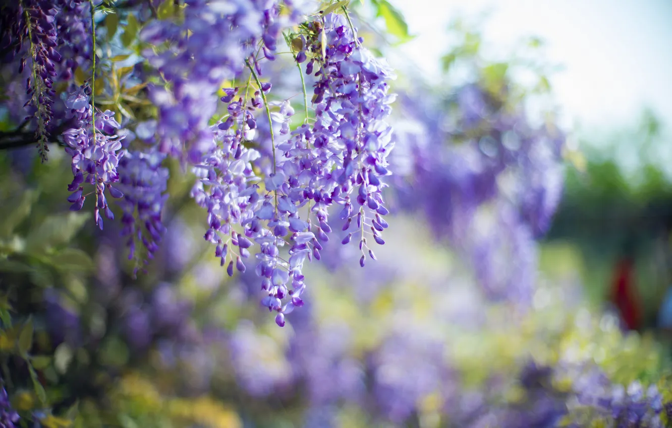 Photo wallpaper trees, flowers, branch, spring, lilac, bokeh, inflorescence, Wisteria