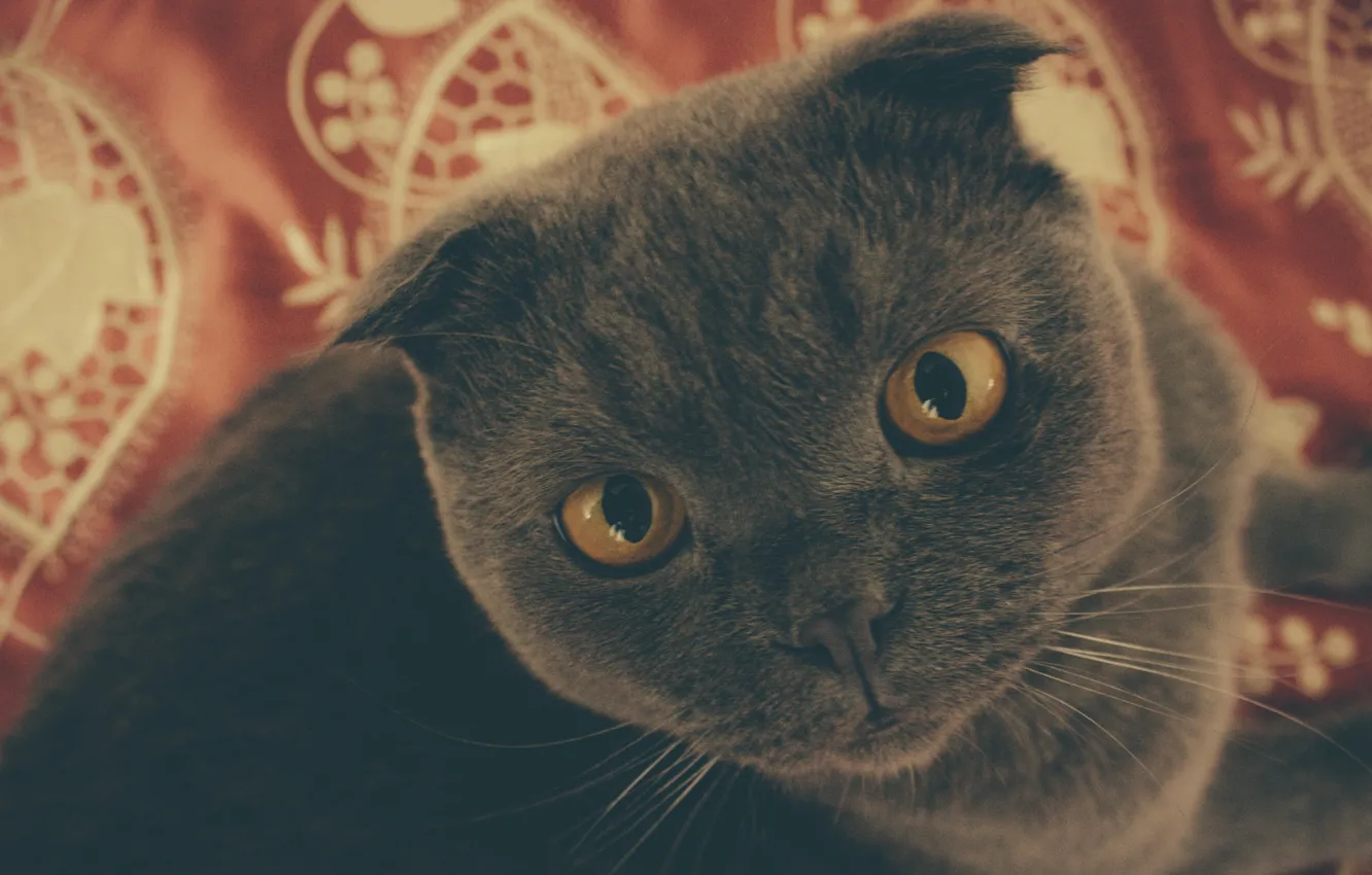 Photo wallpaper eyes, cat, look, macro, photo, grey, background, the pupil