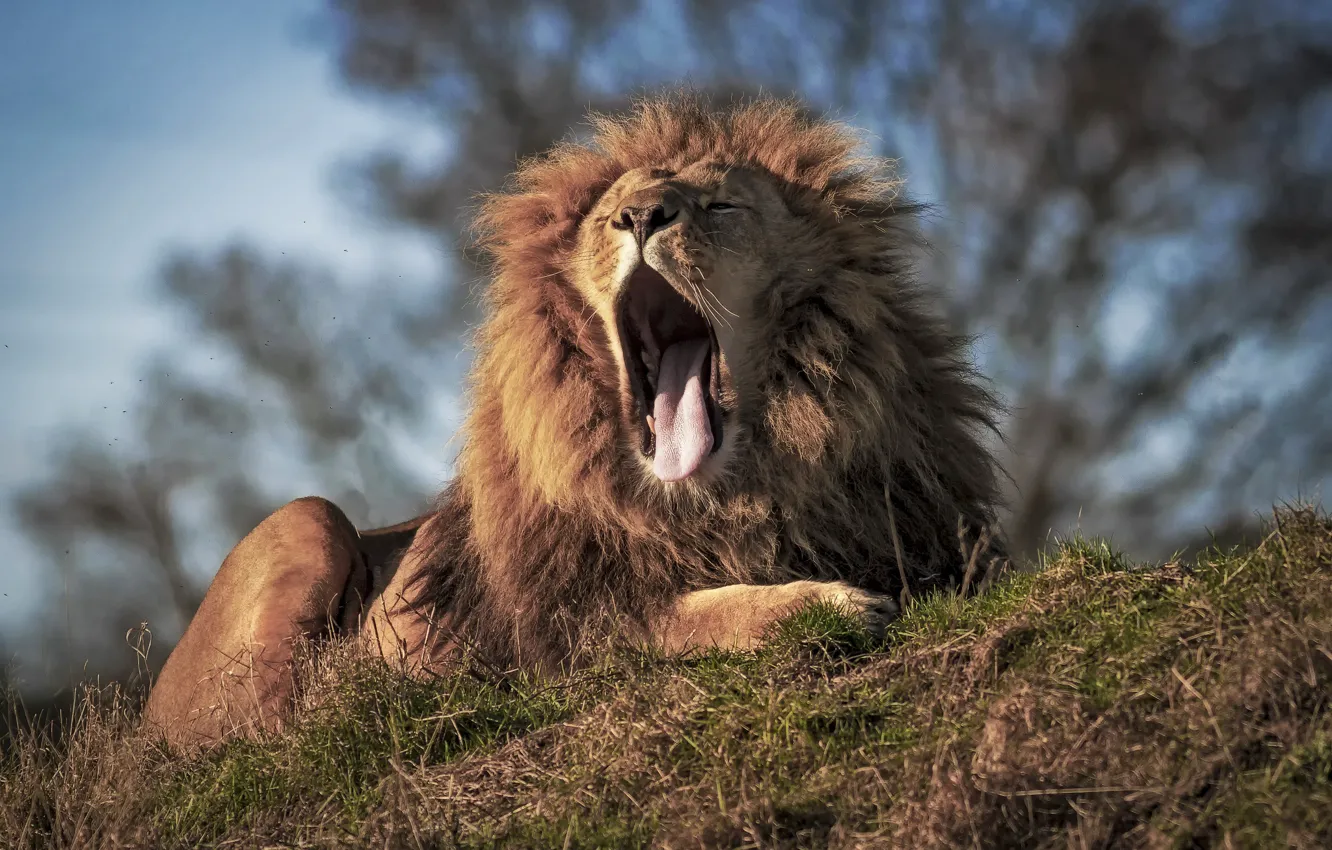 Photo wallpaper language, Leo, mouth, mane, the king of beasts, yawn