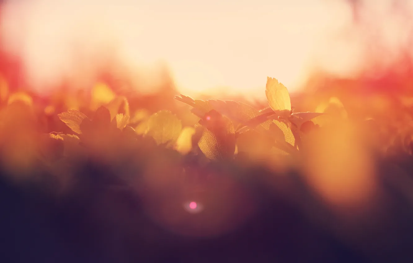Photo wallpaper summer, leaves, the sun, macro, glare, dawn, morning, bokeh