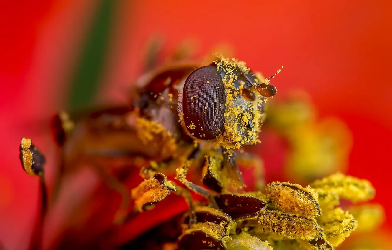 Photo wallpaper macro, flowers, fly