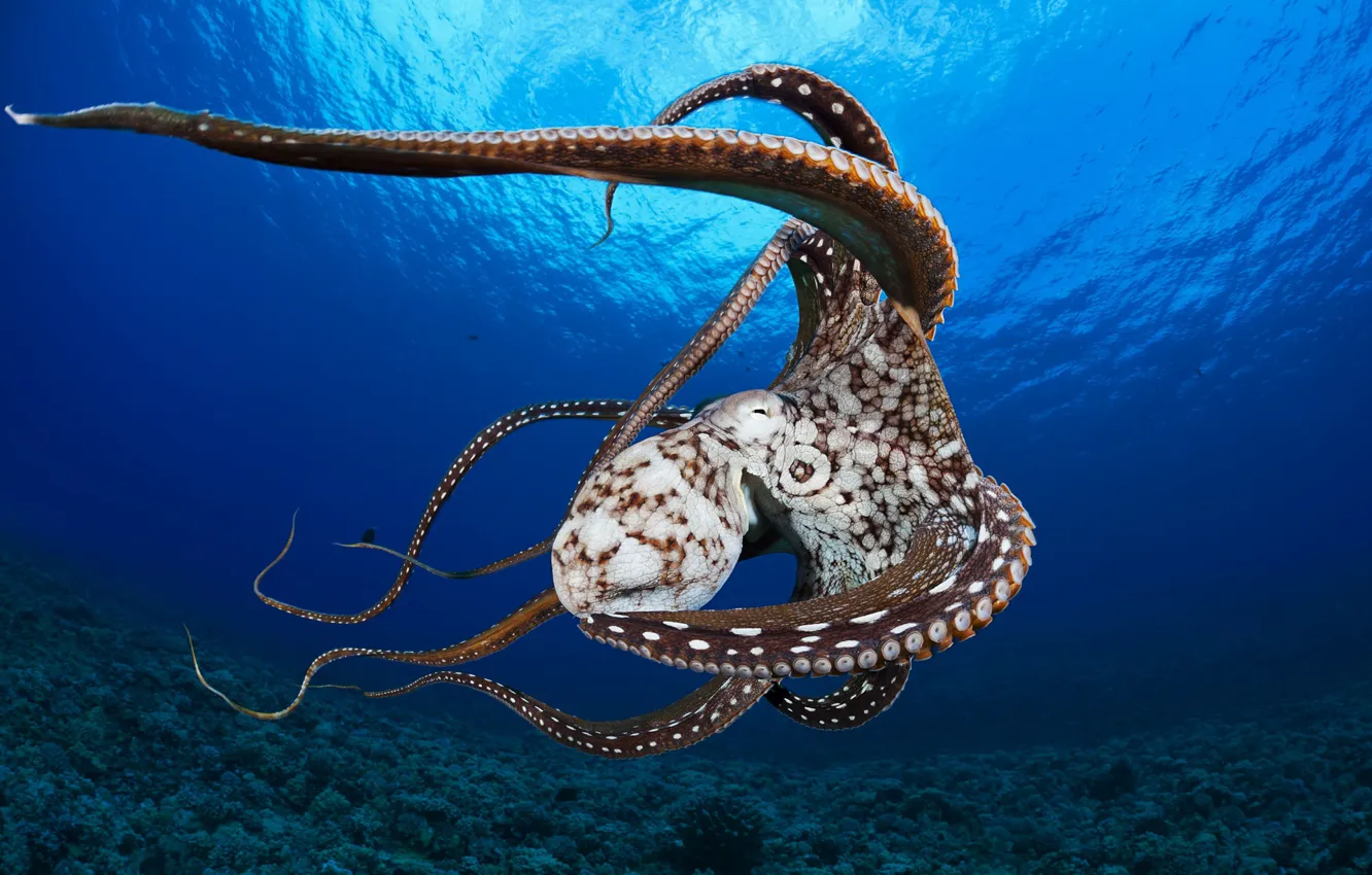 Photo wallpaper sea, octopus, water