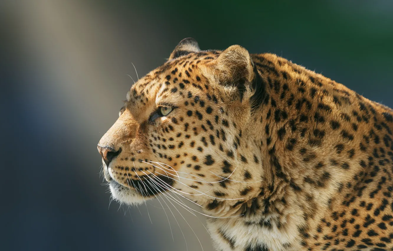 Photo wallpaper face, background, portrait, leopard, profile, wild cat, Oleg Bogdanov