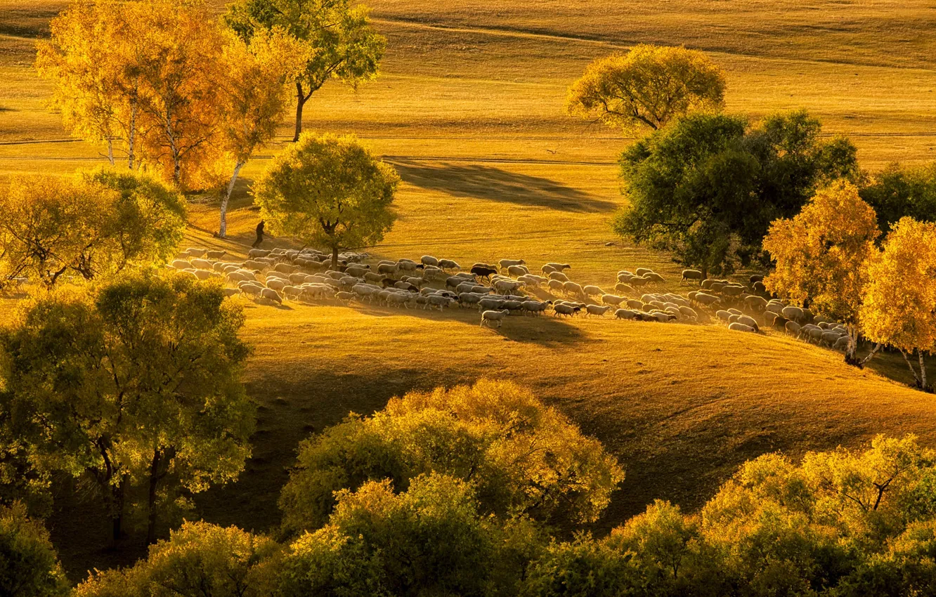Photo wallpaper pasture, flock, trees, sheep, autumn