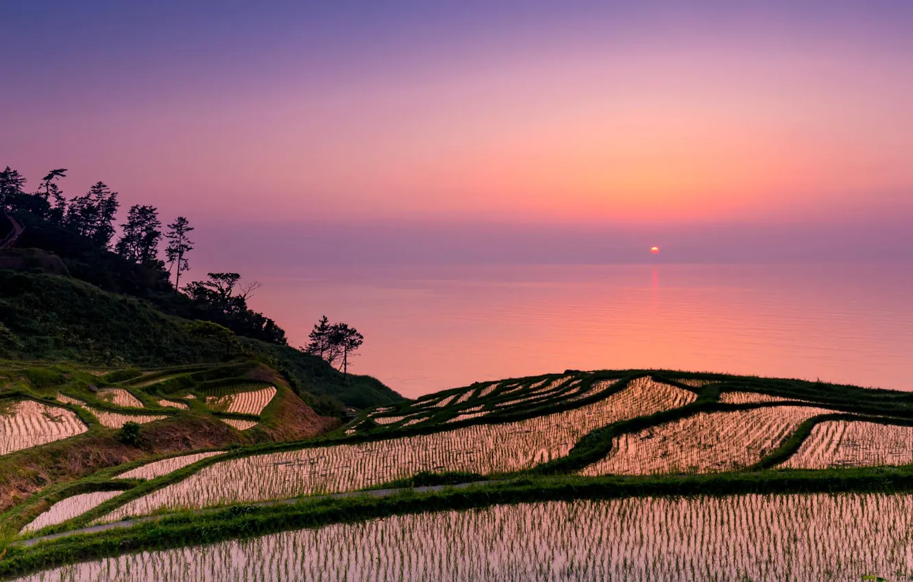 Photo wallpaper sea, sunset, Japan, terrace, rice fields