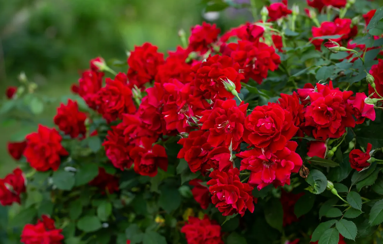 Photo wallpaper flowers, roses, garden, red, rose Bush