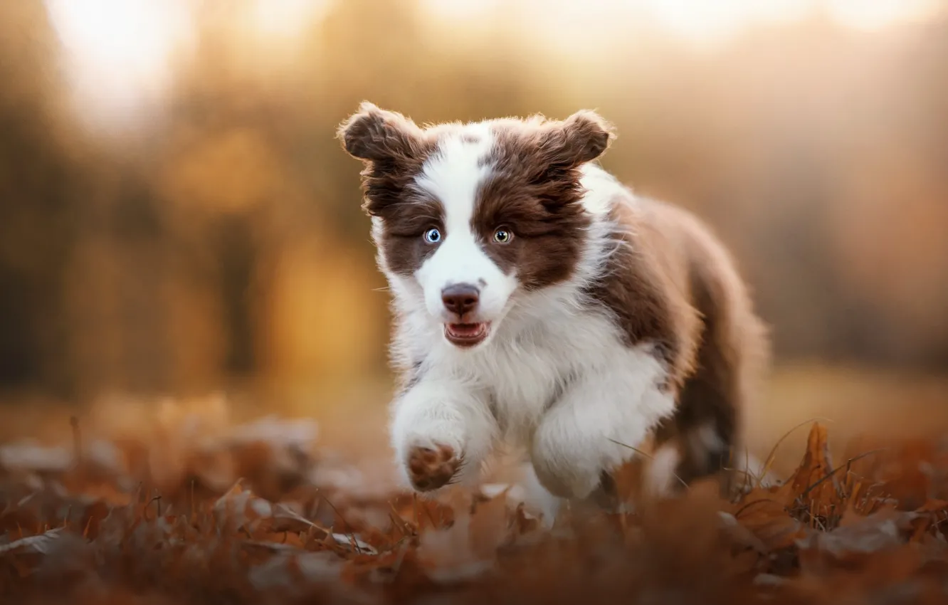 Photo wallpaper autumn, dog, puppy, walk, face, bokeh