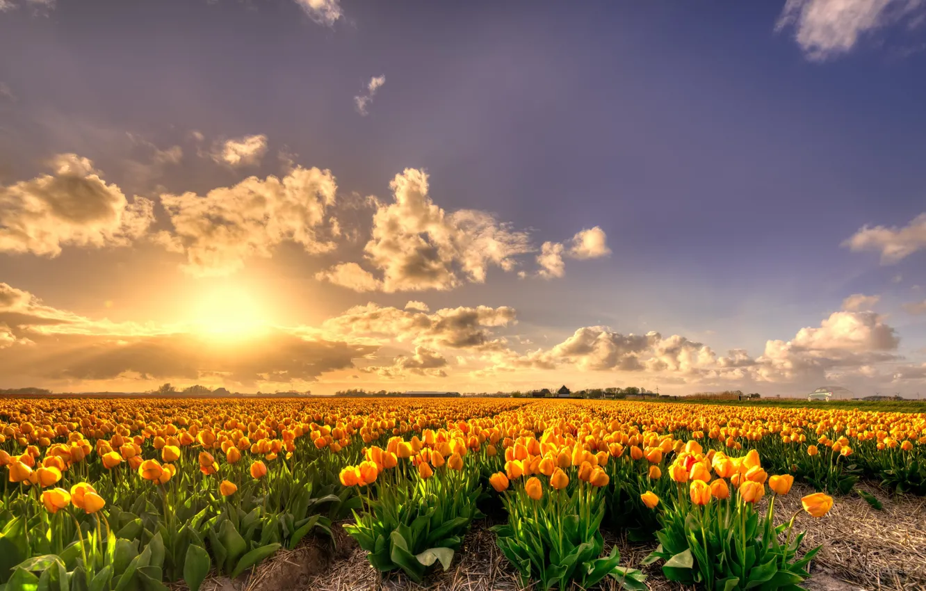 Photo wallpaper field, petals, tulips, Netherlands, flowering, a lot, yellow