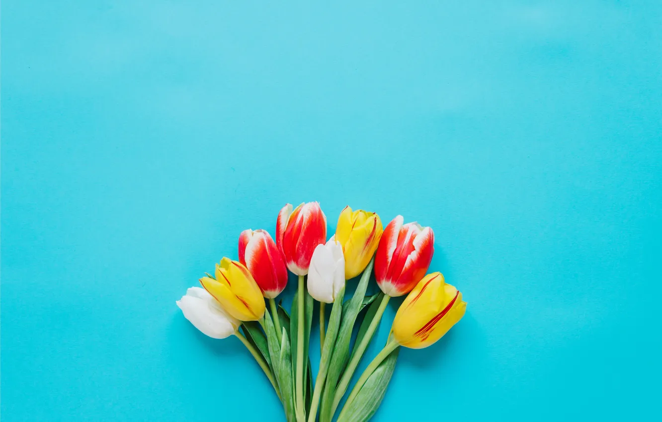 Photo wallpaper flowers, colorful, tulips, fresh, flowers, tulips, spring