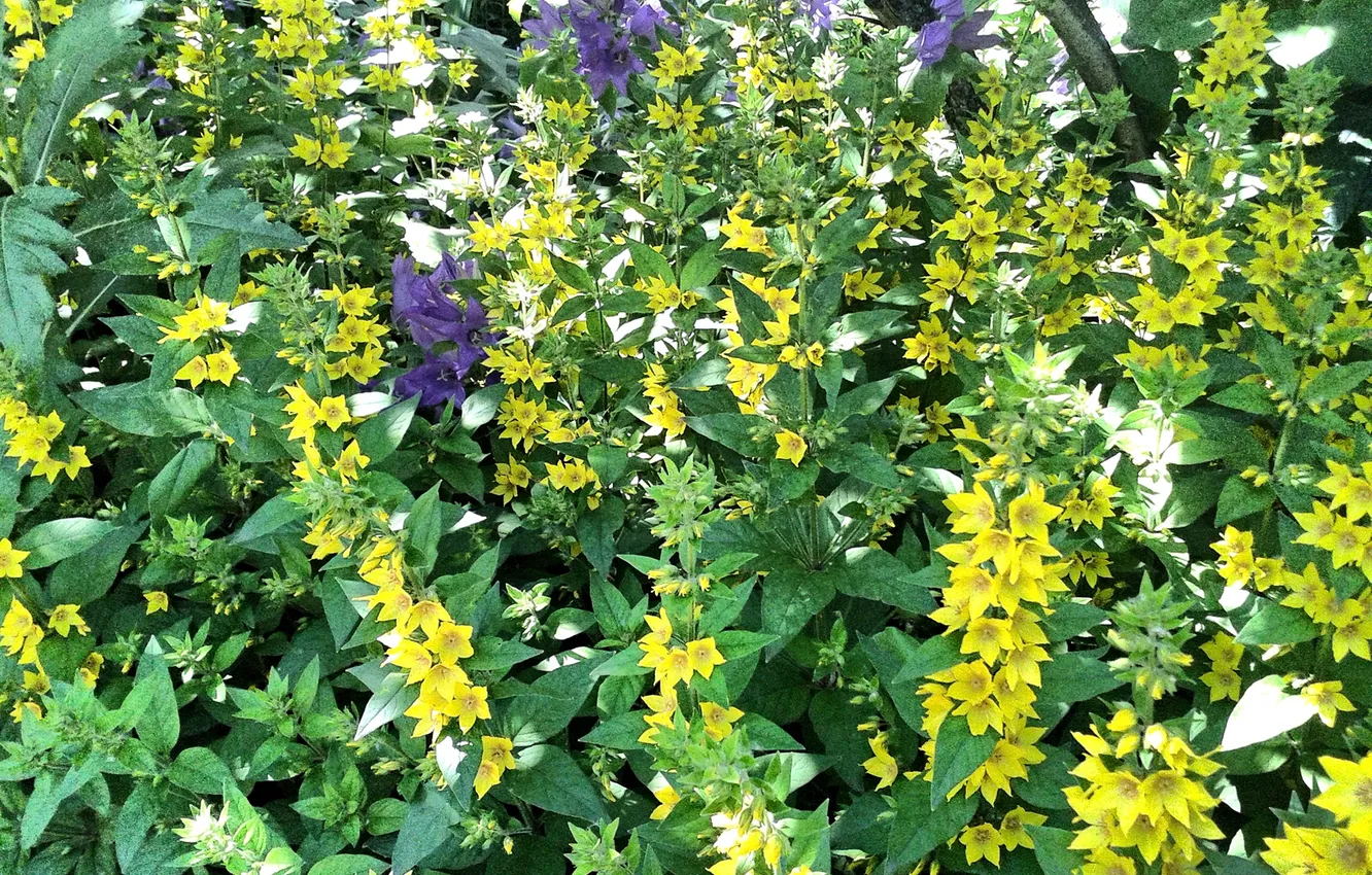 Photo wallpaper flowers, Summer 2025, Verbena point