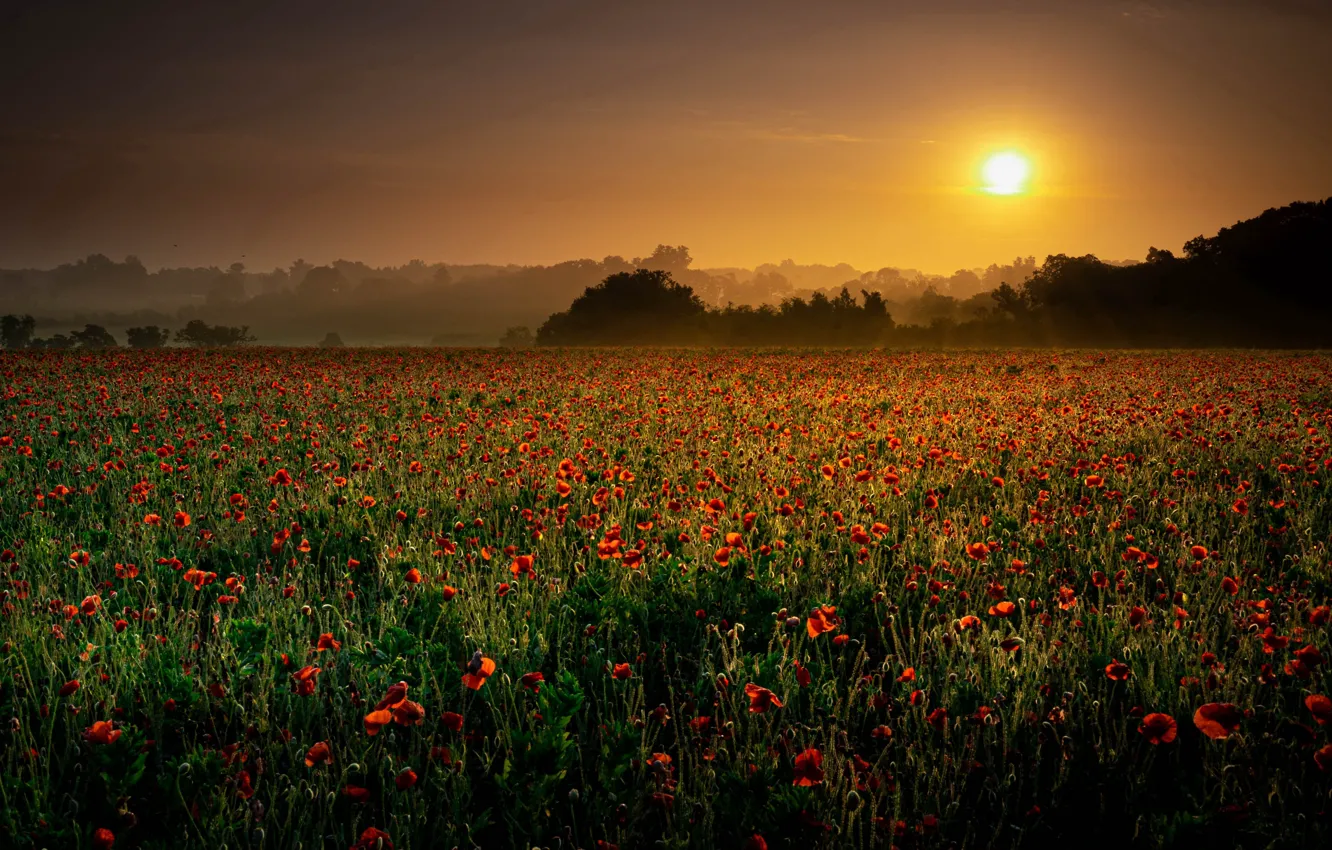 Photo wallpaper field, sunset, Maki