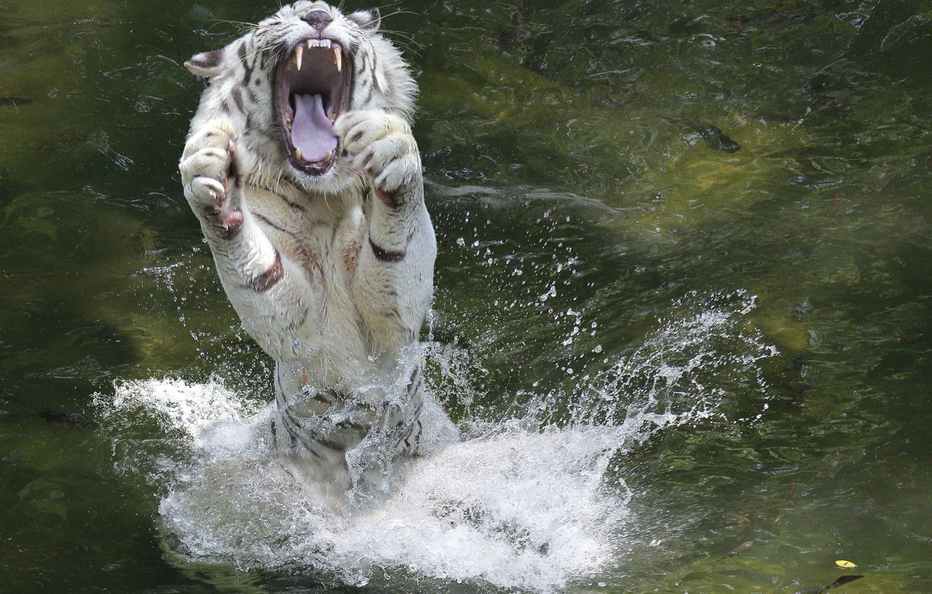 Photo wallpaper water, squirt, animal, paws, mouth, white tiger