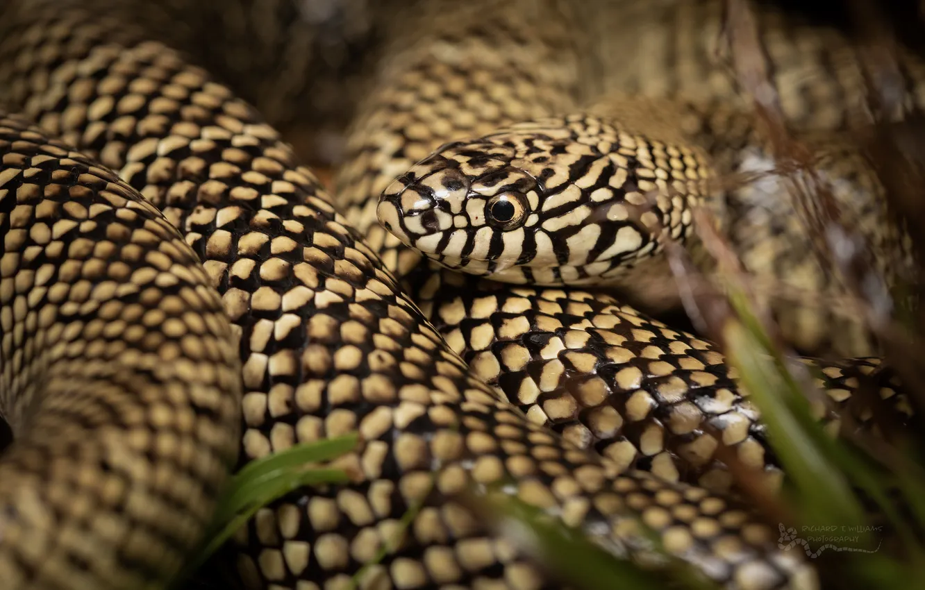 Photo wallpaper snake, ruffle, Speckled