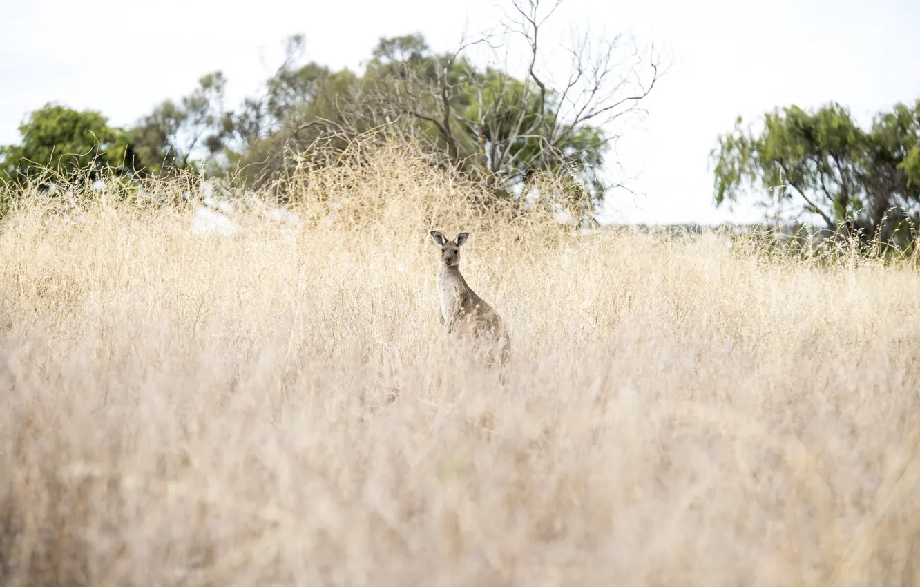 Photo wallpaper nature, Australia, kangaroo