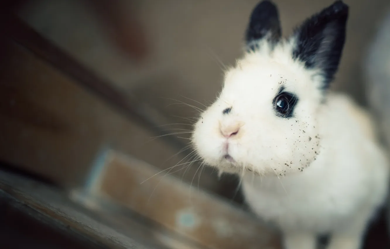 Photo wallpaper rabbit, face, cheeks