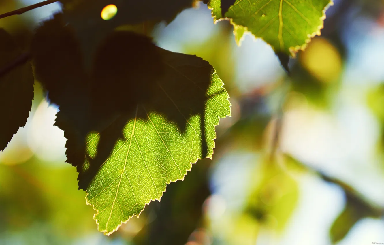 Photo wallpaper greens, leaves, macro, trees, freshness, foliage, leaf, early in the morning