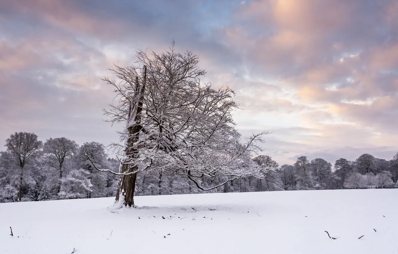Photo wallpaper winter, snow, trees
