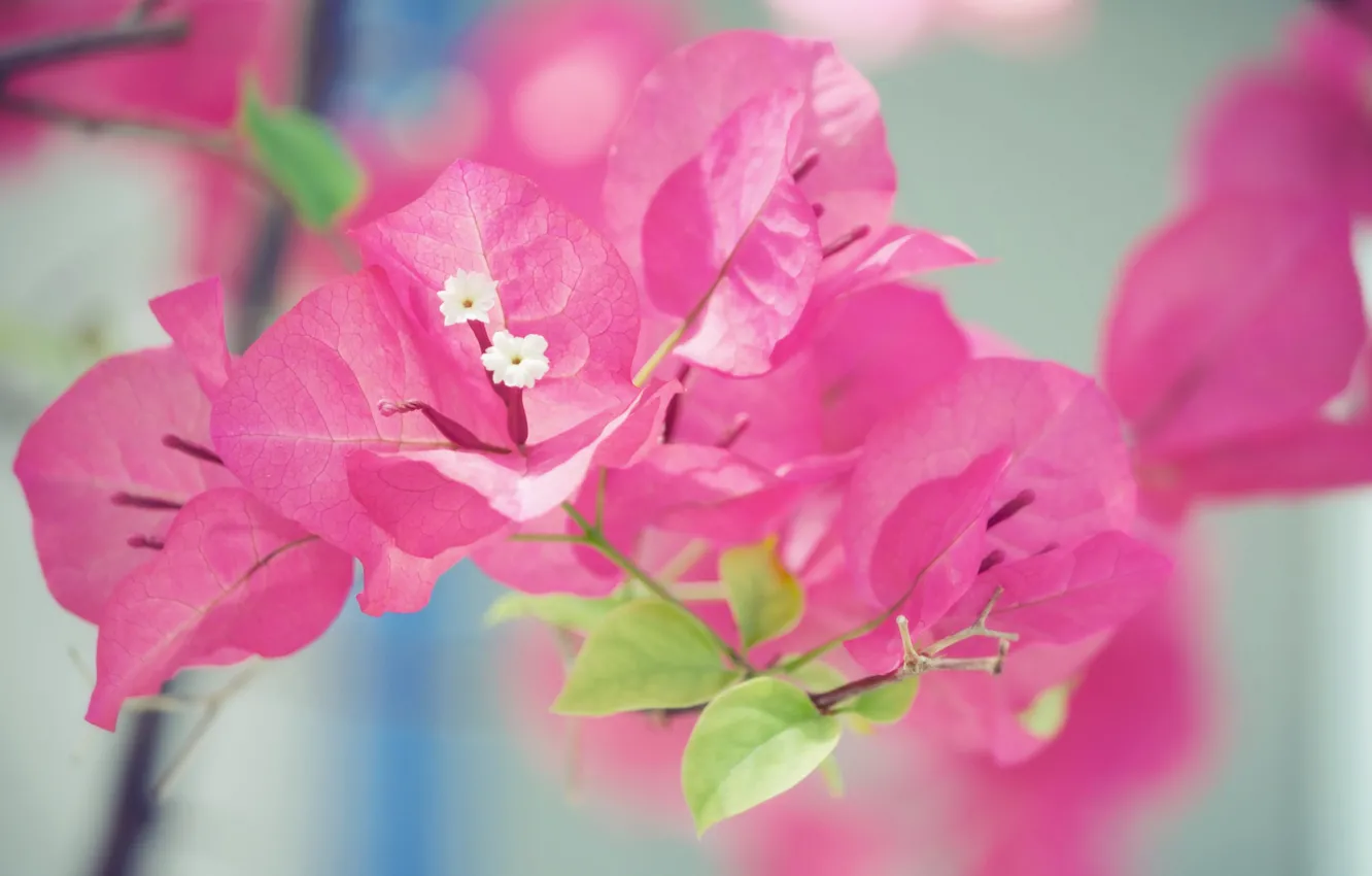 Photo wallpaper macro, petals, inflorescence, bougainvillea
