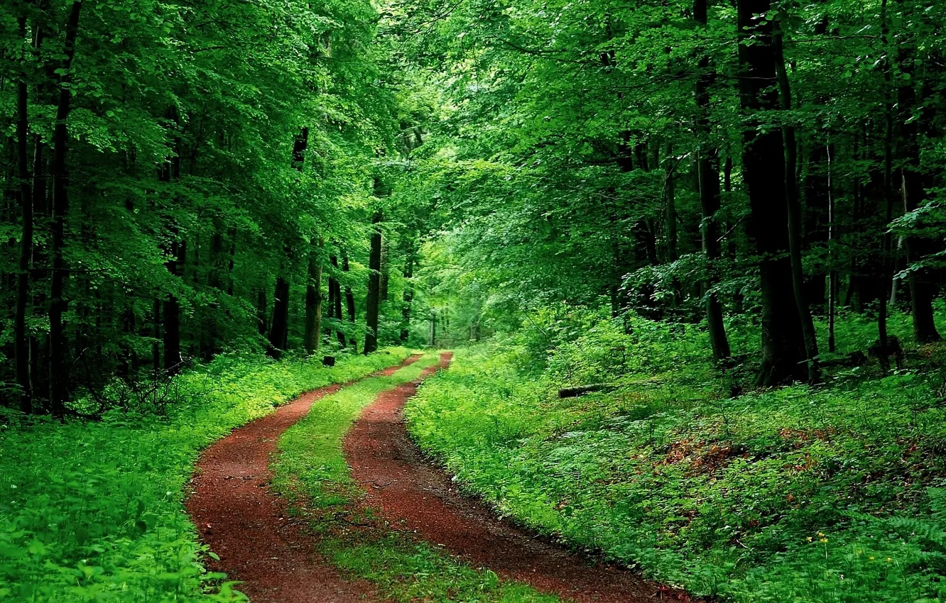 Photo wallpaper green, road, tree, forrest, ambience