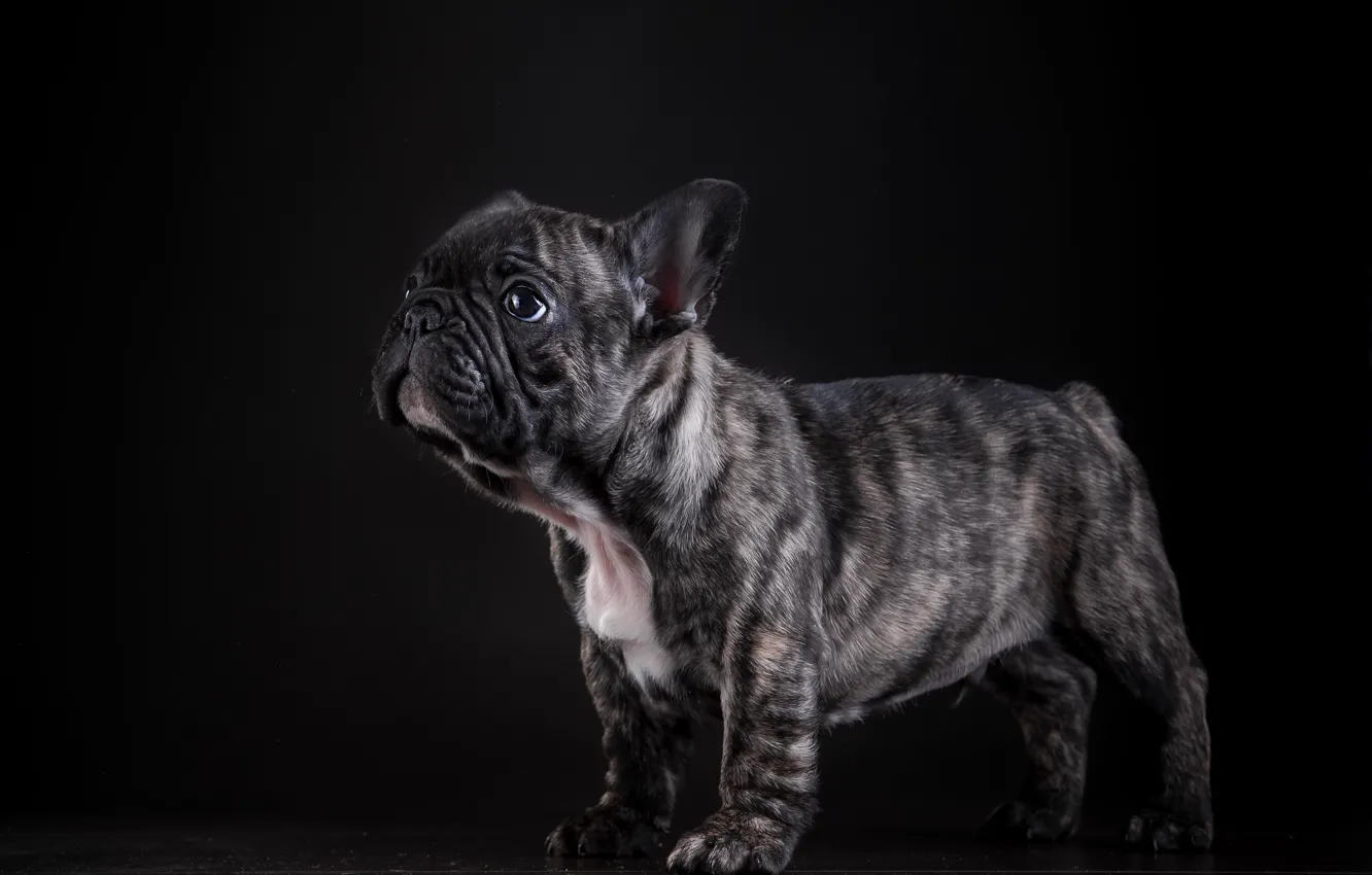 Photo wallpaper dog, posing, puppy, French bulldog