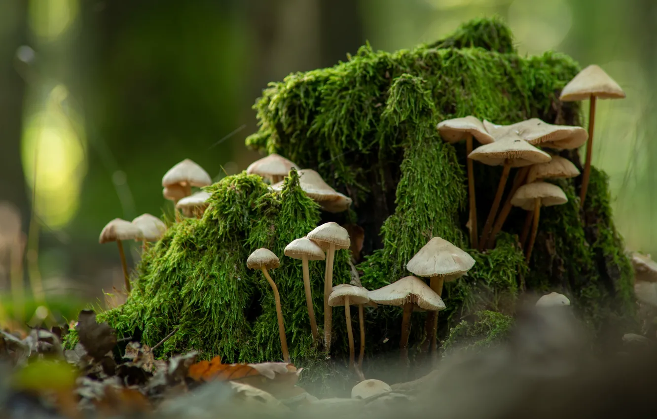 Photo wallpaper greens, autumn, leaves, nature, mushrooms, moss, stump, toadstool