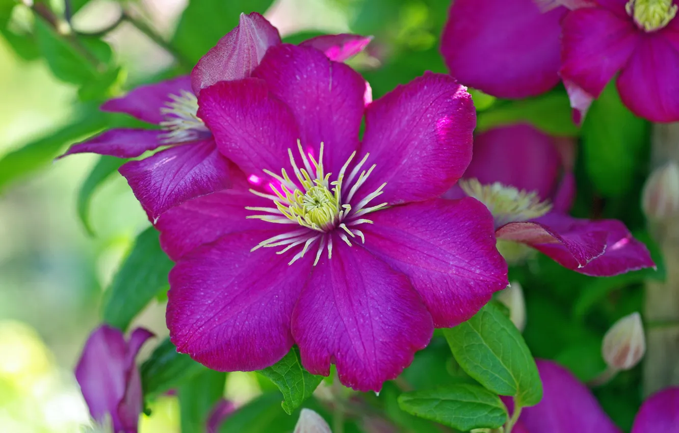 Photo wallpaper flowers, background, clematis