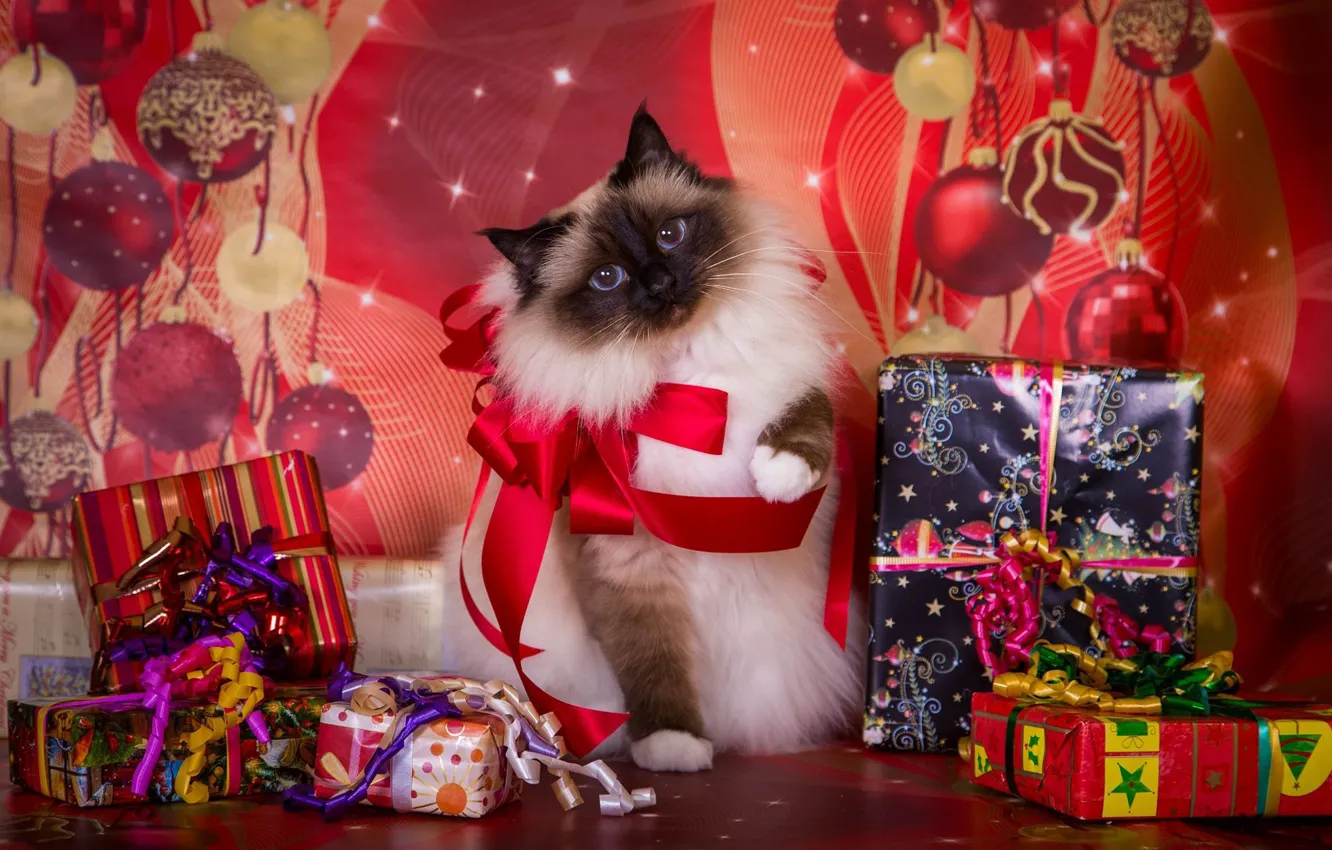 Photo wallpaper cat, background, holiday, new year, Christmas, gifts, bows, box