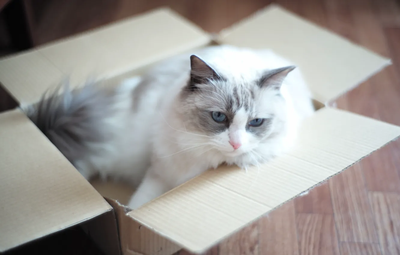 Photo wallpaper cat, eyes, box