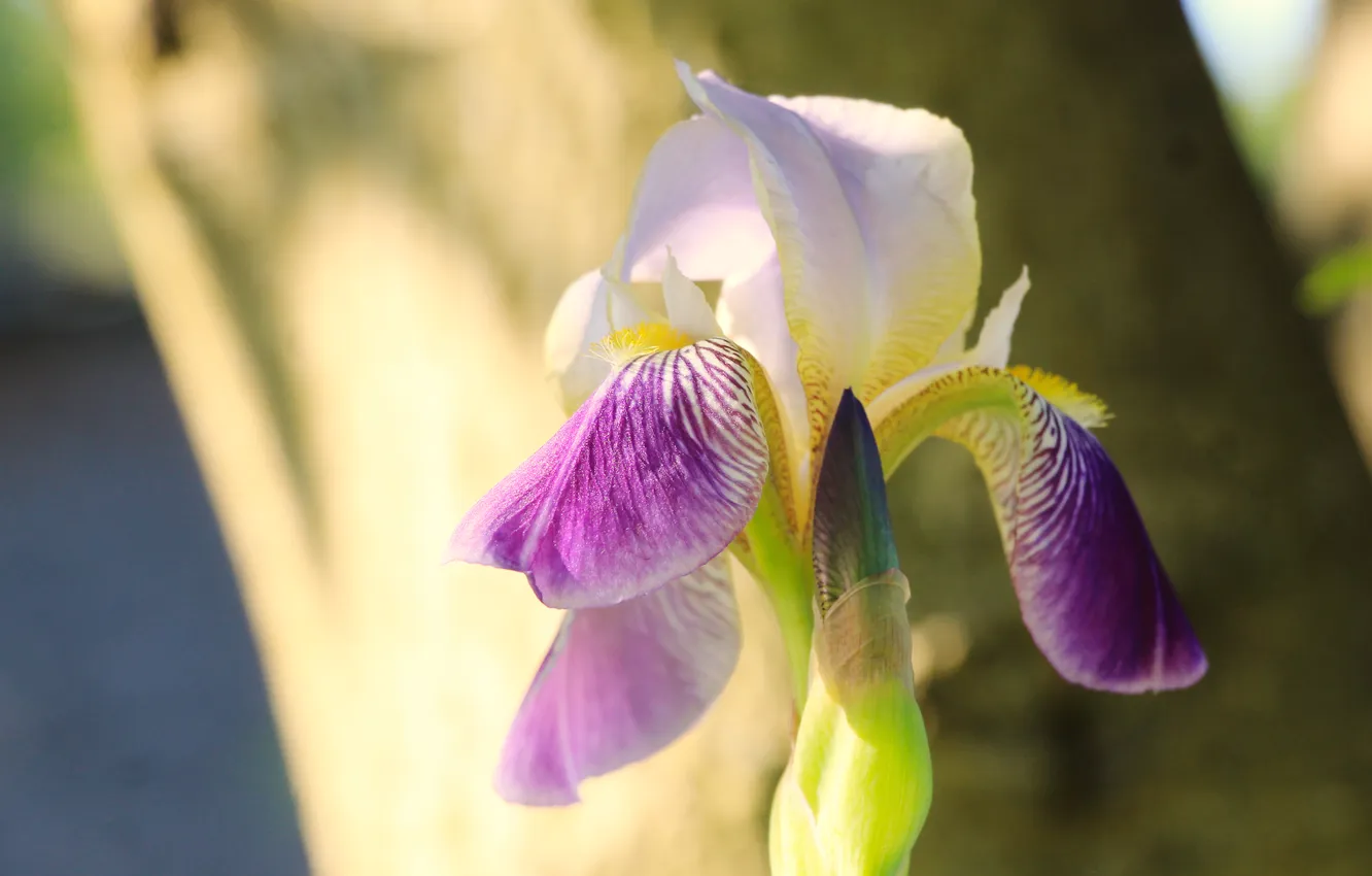 Photo wallpaper flower, spring, lily